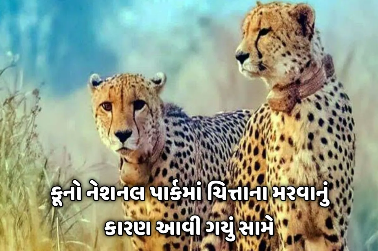 કૂનો નેશનલ પાર્કમાં ચિત્તાના મરવાનું કારણ આવી ગયું સામે, એક્સપર્ટના દાવા બાદ સરકારે કર્યું એલાન