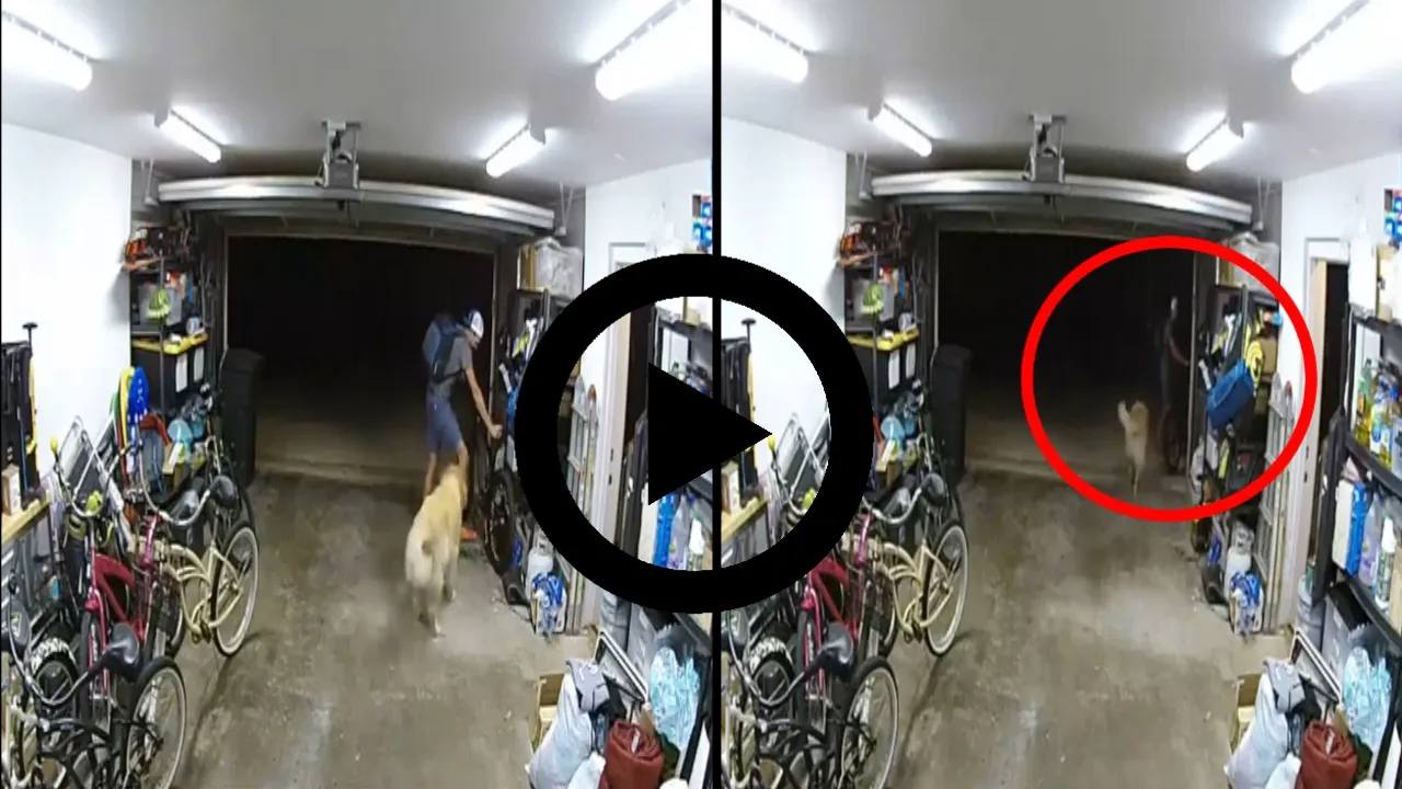 ઘરમાં ચોર ઘૂસ્યો,કૂતરાએ જોયું અને વ્હાલ કરાવવા લાગ્યો… માલિકને એક લાખનું થયું નુકસાન